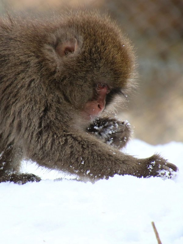 Can Urban Foraging for Wild Edibles Provide Nutritional Benefits and Environmental Education?